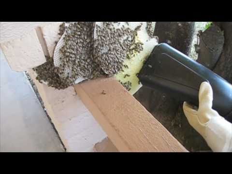 Bee Vac Vacuum Cleaner