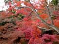 京都北野天神2009:広大なもみじ苑の紅葉