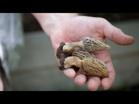 how to grow edible mushrooms at home