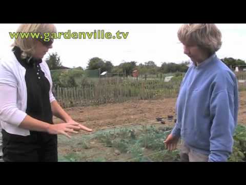 how to harvest rhubarb first year