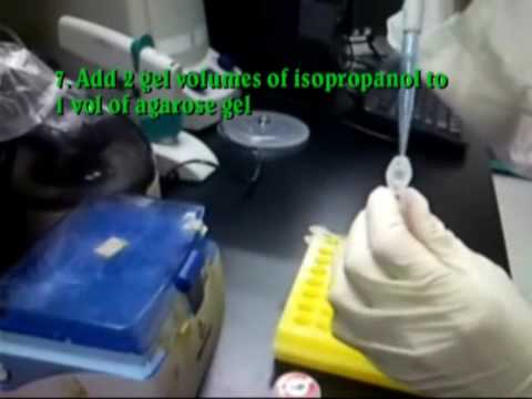 how to recover dna from agarose gel