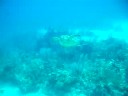 Turtle at Puerta Aventuras