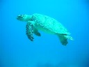 Turtle at Puerta Aventuras