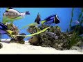 Plasmaquarium Aquarium DVD fish tank video
