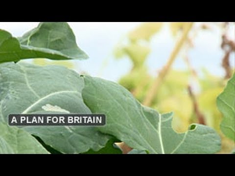 how to be a green belt