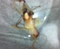 cricket monster 5/7 cricket monster 5/7