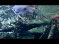 Zoo Berlin Aquarium - 2012 - YouTube