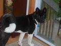 My Beautiful 6 month old Akita Porscha!!