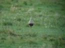 Dotterel - Charadrius morinellus