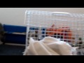 Kito im Auslauf - Kali muss absitzen.MOV