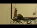 Jojo taking a bath
