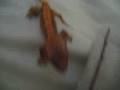 Rhacodactylus ciliatus juvies in my hand