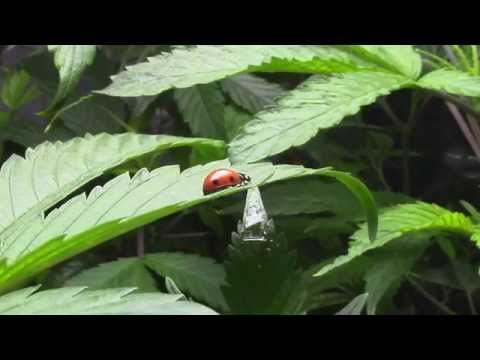 how to treat euonymus scale