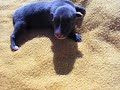 Greyhound puppie Crimdon Cobra 1 week old Greyhound puppie Crimdon Cobra 1 week old