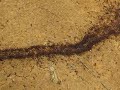 Army Ants in Gabon
