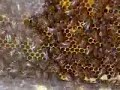 Bees and glass Bees and glass