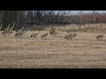 Sandhill Cranes in Alaska - AlaskaReport.com Sandhill Cranes in Alaska - AlaskaReport.com