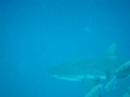 SHARKS.....in Palau