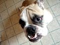 Entropion English Bulldog