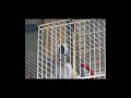 Talking parrot swearing total nutter Sparky #3
