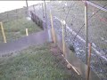 Golden Greek Tortoise in his outdoor pen