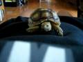 videos de Spur Thigh Tortoise