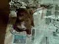 Cute puppys Cute puppys