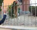 Semola il salterino Semola il salterino