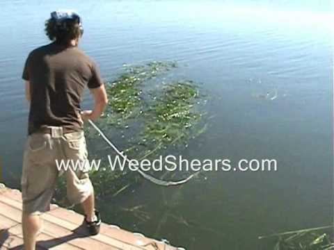 how to replant lily pads