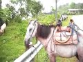 Trip to Bukidnon