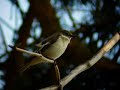 Pied Flycatcher, Hilversum