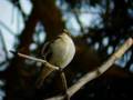 Pied Flycatcher, Hilversum