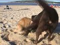 taras e manias caninas