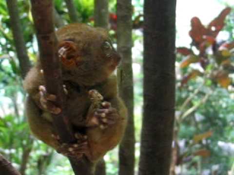 Tarsier eating cricket
