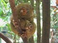 Tarsier eating cricket
