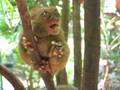 Tarsier eating cricket