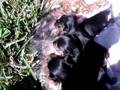 videos de the puppies outside