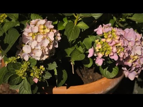 how to replant hydrangea