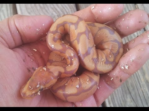 YouTube reptile video