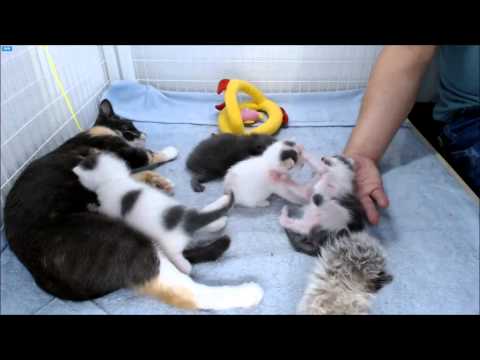 Looney Tunes Kittens - Introducing Honey