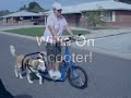 Terra Trike and Dog Powered Scooter, Willie