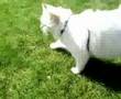 Hugh Kitten Machmoud