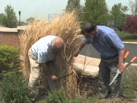 how to transplant zebra grass