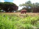 Honolulu Zoo#4