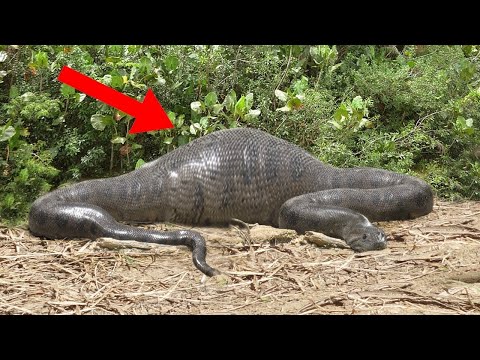 साँप के पेट में मिली सबसे चौंकानेवाली चीजें| 10 Things Found Inside Giant Snakes.