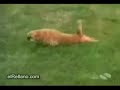 perros graciosos
