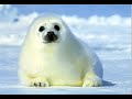 La complainte du phoque en alaska