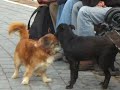 doggystyle