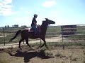 calipso with rider calipso with rider