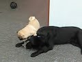Where Dogs Play All Day